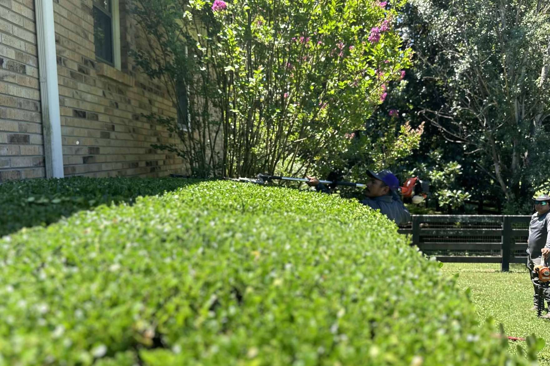 Experts in the use of hedge trimmers